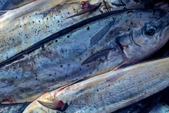 Nature, Italy, region of Sicilia 1975 Isole Egadi, Isola di Marettimo (Egadi Islands,  Marettimo