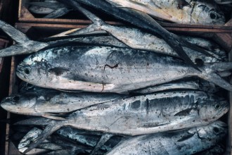 Nature, Italy, region of Sicilia 1975 Isole Egadi, Isola di Marettimo (Egadi Islands,  Marettimo