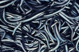 Nature, Italy, region of Sicilia 1975 Isole Egadi, Isola di Marettimo (Egadi Islands,  Marettimo