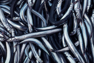 Nature, Italy, region of Sicilia 1975 Isole Egadi, Isola di Marettimo (Egadi Islands,  Marettimo