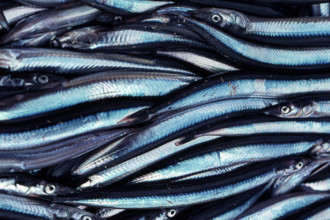 Nature, Italy, region of Sicilia 1975 Isole Egadi, Isola di Marettimo (Egadi Islands,  Marettimo