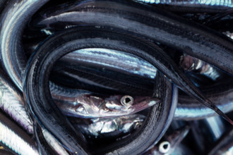 Nature, Italy, region of Sicilia 1975 Isole Egadi, Isola di Marettimo (Egadi Islands,  Marettimo