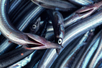 Nature, Italy, region of Sicilia 1975 Isole Egadi, Isola di Marettimo (Egadi Islands,  Marettimo