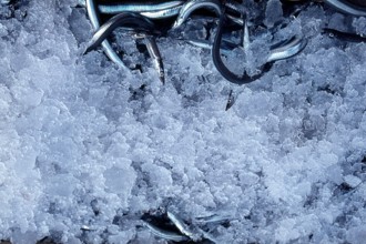 Nature, Italy, region of Sicilia 1975 Isole Egadi, Isola di Marettimo (Egadi Islands,  Marettimo