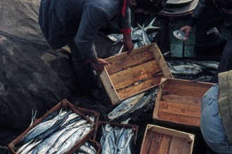 Nature, Italy, region of Sicilia 1975 Isole Egadi, Isola di Marettimo (Egadi Islands,  Marettimo