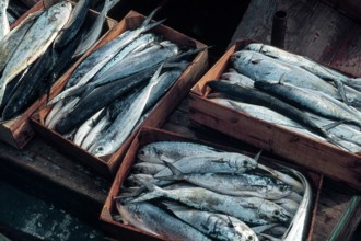 Nature, Italy, region of Sicilia 1975 Isole Egadi, Isola di Marettimo (Egadi Islands,  Marettimo