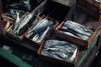 Nature, Italy, region of Sicilia 1975 Isole Egadi, Isola di Marettimo (Egadi Islands,  Marettimo