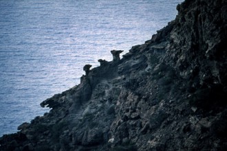 Nature, Italy, region of Sicilia 1975 Isola di Pantelleria (Pantelleria Island).