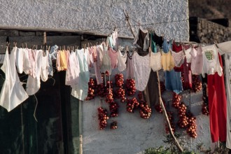 Nature, Italy, region of Sicilia 1975 Isola di Pantelleria (Pantelleria Island).