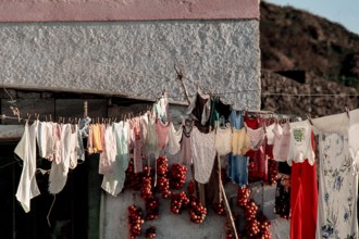 Nature, Italy, region of Sicilia 1975 Isola di Pantelleria (Pantelleria Island).