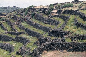 Nature, Italy, region of Sicilia 1975 Isola di Pantelleria (Pantelleria Island).