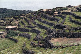 Nature, Italy, region of Sicilia 1975 Isola di Pantelleria (Pantelleria Island).