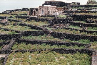 Nature, Italy, region of Sicilia 1975 Isola di Pantelleria (Pantelleria Island).