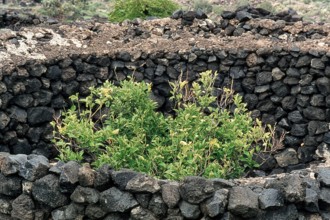 Nature, Italy, region of Sicilia 1975 Isola di Pantelleria (Pantelleria Island).