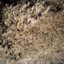 Nature, Italy, region of Sardegna 1975 Riviera del Corallo - Capo Caccia - Grotte di Nettuno (Coral