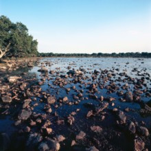 Nature, Italy, region of Sardegna 1975 Giara di Gesturi ""Sa Jara Manna"" (Giara Park).