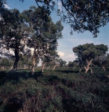 Nature, Italy, region of Sardegna 1975 Giara di Gesturi ""Sa Jara Manna"" (Giara Park).