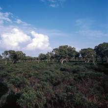 Nature, Italy, region of Sardegna 1975 Giara di Gesturi ""Sa Jara Manna"" (Giara Park).