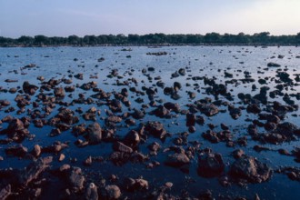 Nature, Italy, region of Sardegna 1975 Giara di Gesturi ""Sa Jara Manna"" (Giara Park).