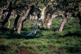 Nature, Italy, region of Sardegna 1975 Giara di Gesturi ""Sa Jara Manna"" (Giara Park).