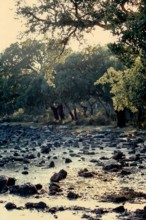 Nature, Italy, region of Sardegna 1975 Giara di Gesturi ""Sa Jara Manna"" (Giara Park).