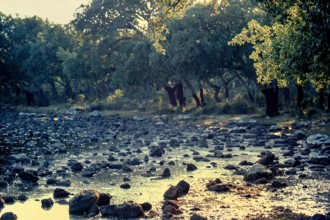 Nature, Italy, region of Sardegna 1975 Giara di Gesturi ""Sa Jara Manna"" (Giara Park).