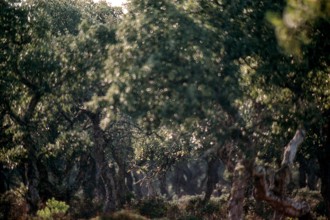 Nature, Italy, region of Sardegna 1975 Giara di Gesturi ""Sa Jara Manna"" (Giara Park).