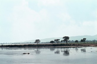Nature, Italy, region of Sardegna 1975 Stagno Di Cabras (Cabras Pond).