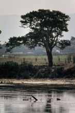 Nature, Italy, region of Sardegna 1975 Stagno Di Cabras (Cabras Pond).
