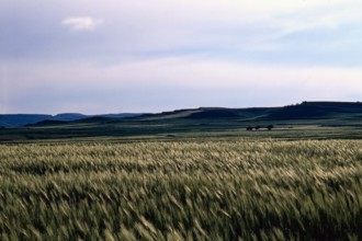 Nature, Italy, region of Sardegna 1975 Territorio del Sassarese (Sassari Territory).