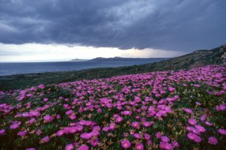 Nature, Italy, region of Sardegna 1975 Territorio del Sassarese (Sassari Territory).