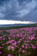 Nature, Italy, region of Sardegna 1975 Territorio del Sassarese (Sassari Territory).