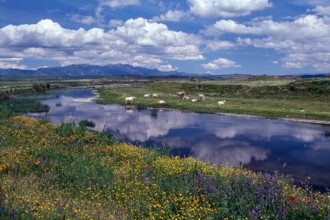 Nature, Italy, region of Sardegna 1975 Territorio del Sassarese (Sassari Territory).