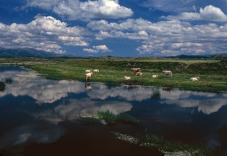Nature, Italy, region of Sardegna 1975 Territorio del Sassarese (Sassari Territory).