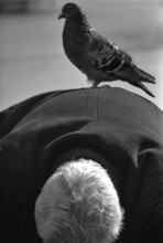 1975, Paris, Marais,  old man with pigeons.