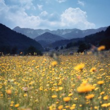 Nature, Italy, region of Abruzzo, 1975 Abruzzo Natural Park natural reserve.