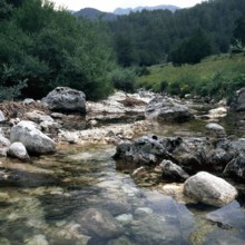 Nature, Italy, region of Abruzzo, 1975 Abruzzo Natural Park natural reserve.