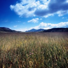 Nature, Italy, region of Abruzzo, 1975 Abruzzo Natural Park natural reserve.