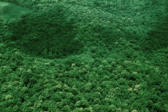 Nature, Italy, region of Campania, 1975 Astroni Crater natural reserve.