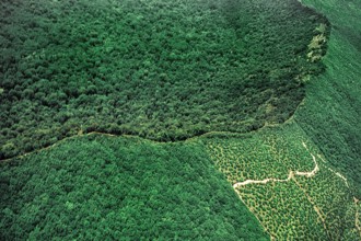 Nature, Italy, region of Campania, 1975 Astroni Crater natural reserve.