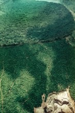 Nature, Italy, region of Campania, 1975 Astroni Crater natural reserve.