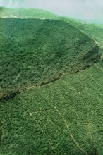 Nature, Italy, region of Campania, 1975 Astroni Crater natural reserve.