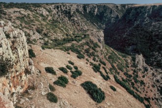 Nature, Italy, region of Puglia 1975 Gravina di Laterza.