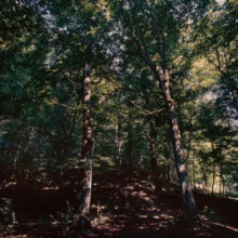 Nature, Italy, region of Puglia 1975 Foresta Umbra.