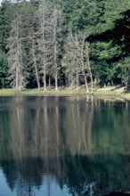 Nature, Italy, region of Puglia 1975 Foresta Umbra.