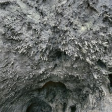 Nature, Italy, region of Puglia 1975 Costa del Salento-Grotta Zinzulusa (Salento coast- Zinzulusa