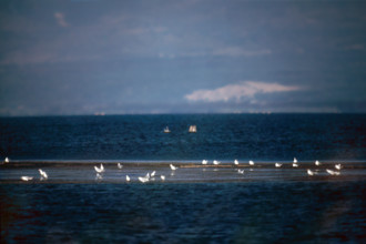 Nature, Italy, region of Puglia 1975 Lago di Lesina (Lesina lake).