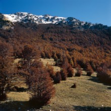 Nature, Italy, region of Calabria 1975 Comprensorio del Pollino - Monte Pollino (Pollino