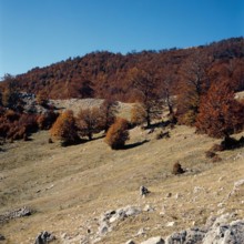 Nature, Italy, region of Calabria 1975 Comprensorio del Pollino - Monte Pollino (Pollino