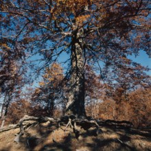 Nature, Italy, region of Calabria 1975 Comprensorio del Pollino - Monte Pollino (Pollino